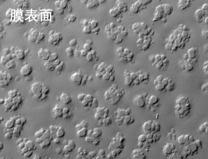 918博天堂烧结管式膜电镜照片